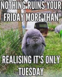 Hilarious Tuesday Memes