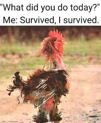 download Funny Friday Memes