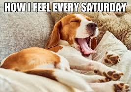 download Saturday Memes