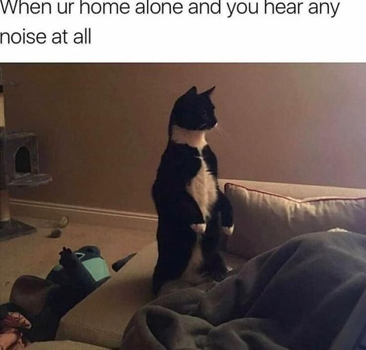 0861676853fa9ff8c0be713ae63ac6b3 Sad Cat Memes