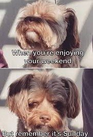 funny sunday memes