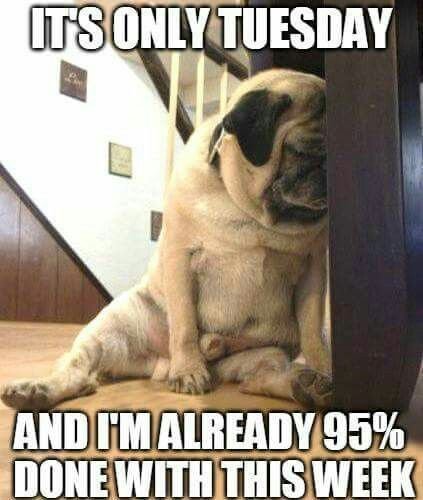 19f141bed0bd8d94a98a536e4b8b7a6b funny tuesday memes