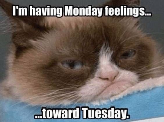 544f08bda338e3b771f06bc148d254f4 Funny Tuesday Memes