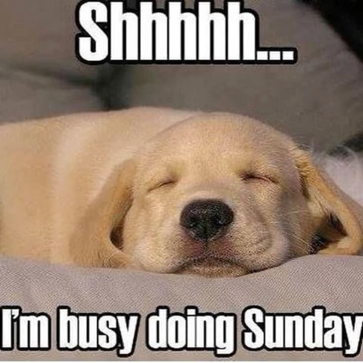 97b415555a0e25e6a5e2ce4674fae6f1 Good Morning Sunday Memes