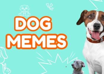 Dog Memes