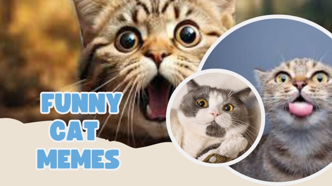 45 Funny Cat Memes That Will Make You Smile Instantly Funny Cat Memes