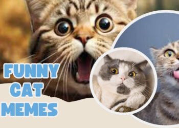 Funny Cat Memes