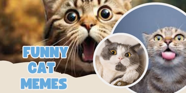 Funny Cat Memes
