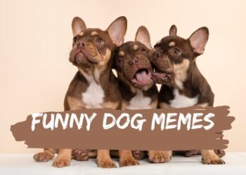 Funny Dog Memes