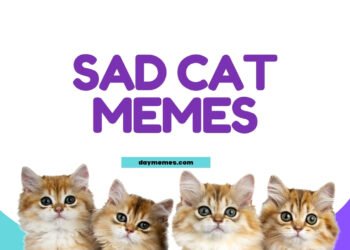 Sad Cat Memes