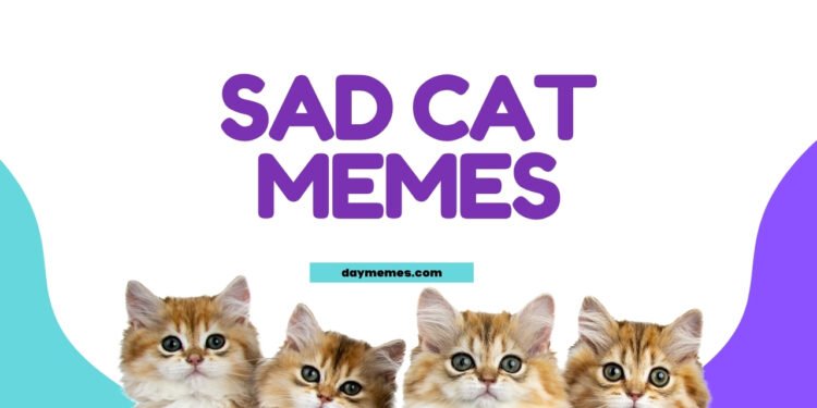 Sad Cat Memes