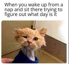 hilarious good morning memes