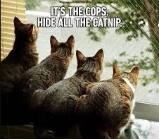 Screenshot 2025-07-08 143516 funny cat memes