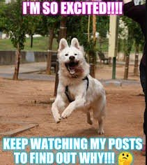 Screenshot 2025-07-09 110030 Dog Memes
