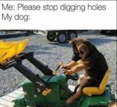 Screenshot 2025-07-09 110530 Dog Memes