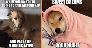 Screenshot 2025-07-15 093820 Dog memes