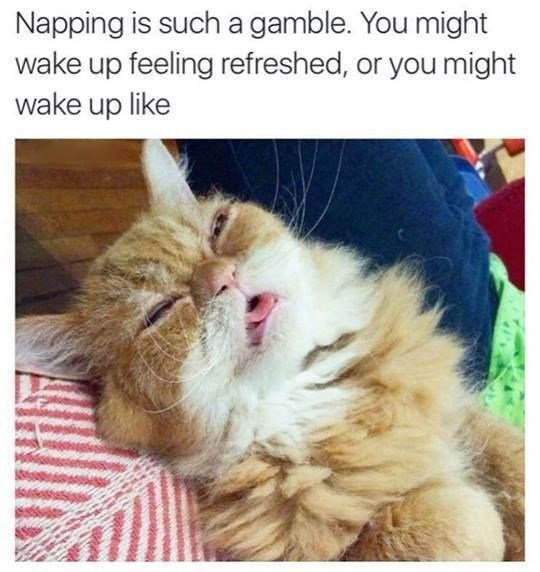 cat-meme-about-not-always-feeling-refreshed-after-napping