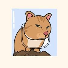 download 1 Funny Cat Memes