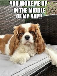 download 1 Dog Memes