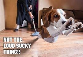 download 1 Dog Memes