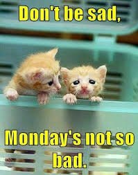 download 2 Sad Cat Memes