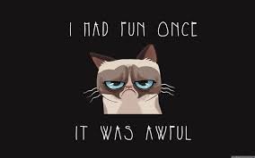 download 29 Funny Cat Memes