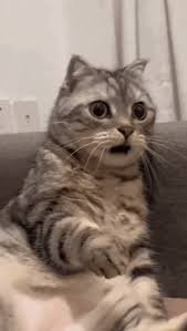 download 3 Funny Cat Memes
