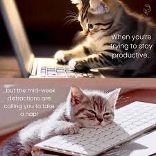 Happy Tuesday Memes