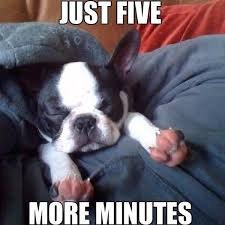download 3 Dog Memes