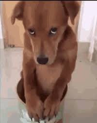 download 31 Dog Memes