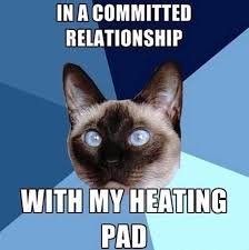 download 33 Funny Cat Memes