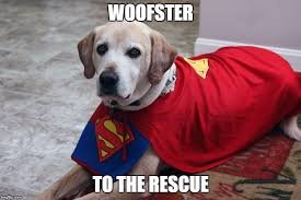 download 35 Dog Memes
