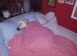 download 36 Dog Memes