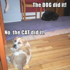 download 37 Dog Memes