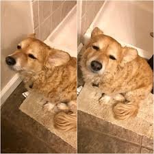 download 39 Dog Memes