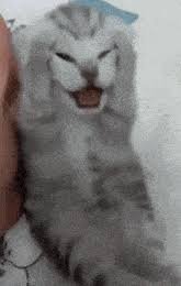 download 39 Funny Cat memes