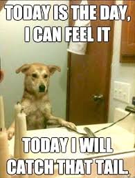 download 39 Dog memes