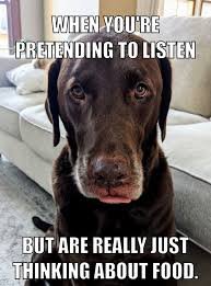 download 40 Dog Memes