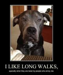 download 41 Dog Memes