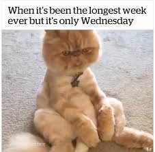 download 44 happy wednesday memes