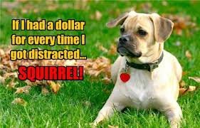 download 5 Dog Memes