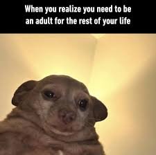 download Dog Memes