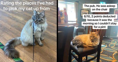 funny-wholesome-feline-felines-mischief-mischievous-feline-felines-feisty-lol-funny-comedy-viral