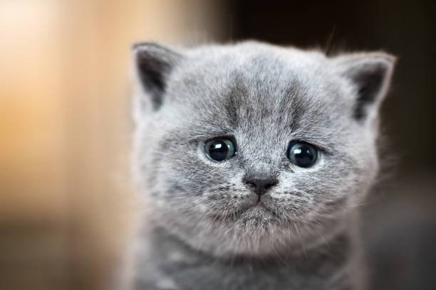 Cute kitten portrait British Shorthair cat Sad crying expression
