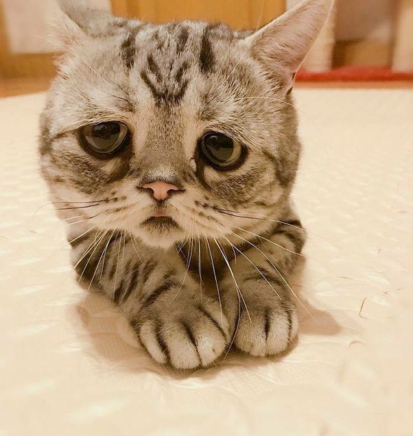 main-qimg-0c436141b9a88b8a84692ed999285d5e-lq Sad Cat memes