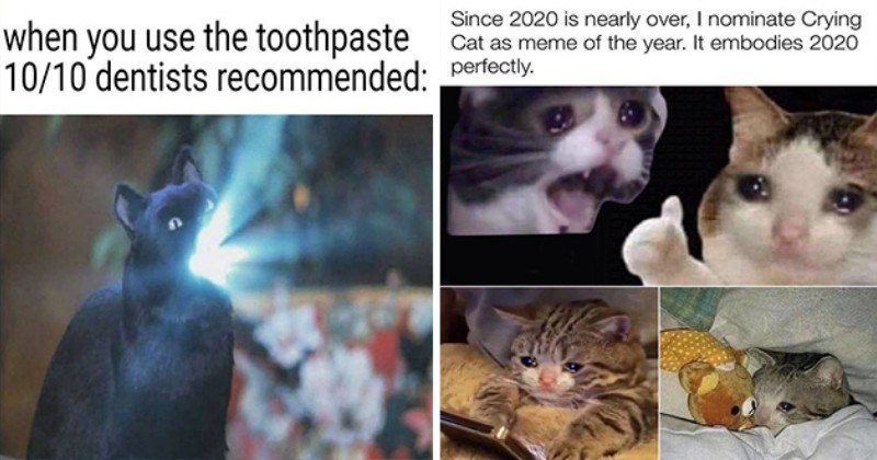 crying cat memes