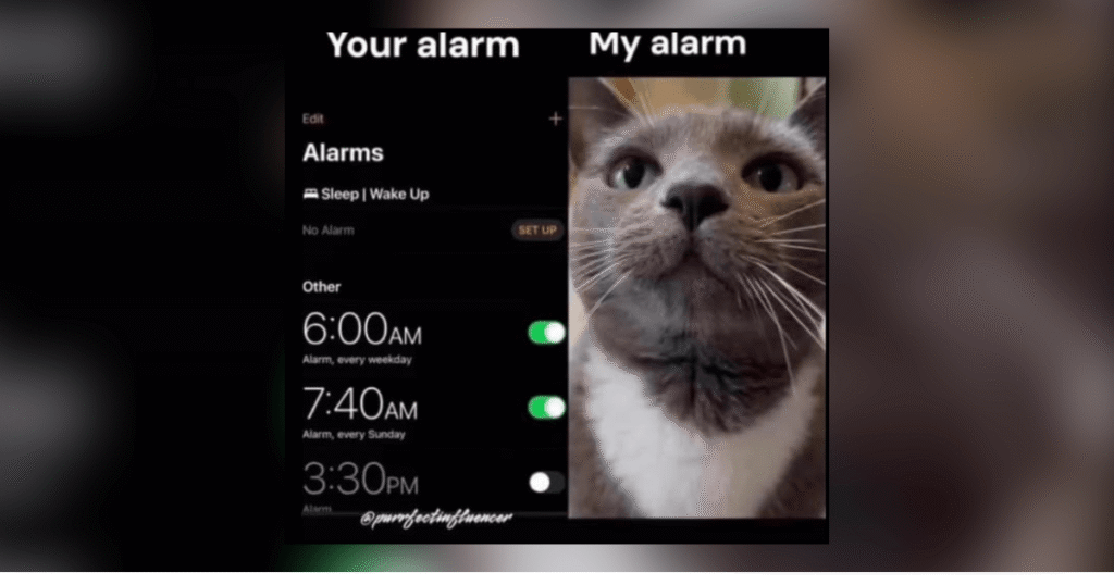 24-cat-memes-thumbnail-includes-one-meme-and-one-picture-of-text-including-your-alarm-my-alarm