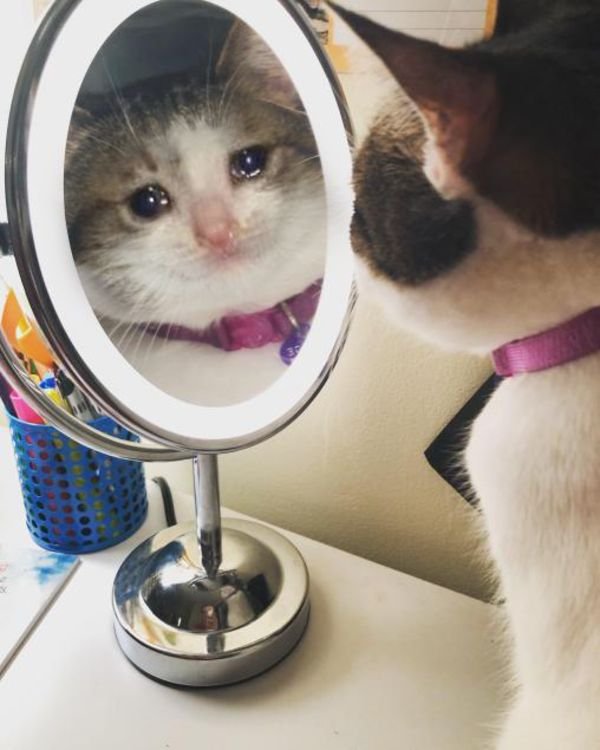 crying cat memes