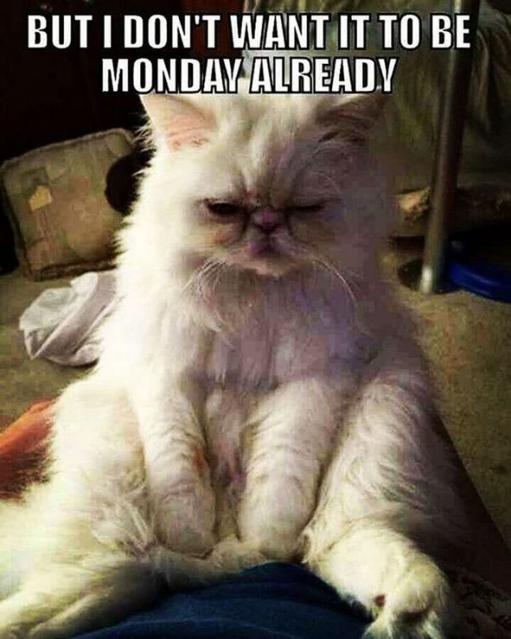 3ec6a86696f9bee1aecca794fec12ede Monday Memes