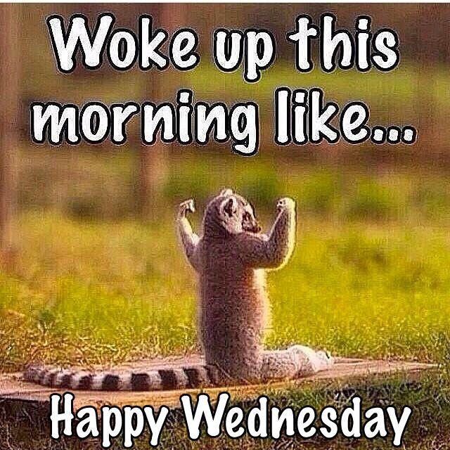 4 Good Morning Wednesday Memes